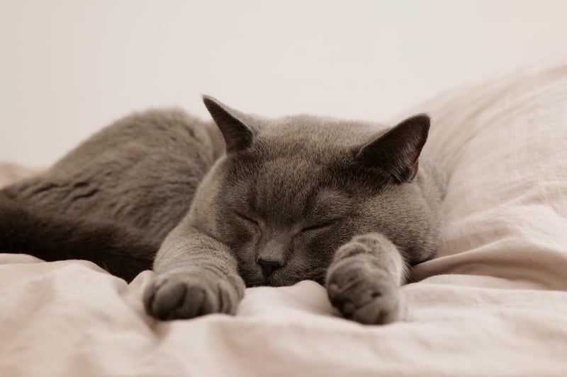 Sleeping in Bed